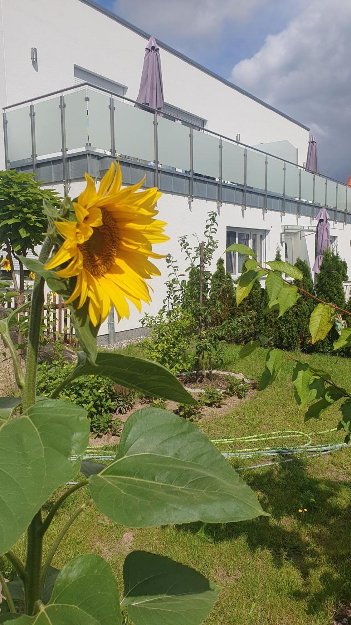 Ferienwohnungen "Godewind", Appartements Mit Balkon Oder Terrasse ツィノヴィッツ エクステリア 写真